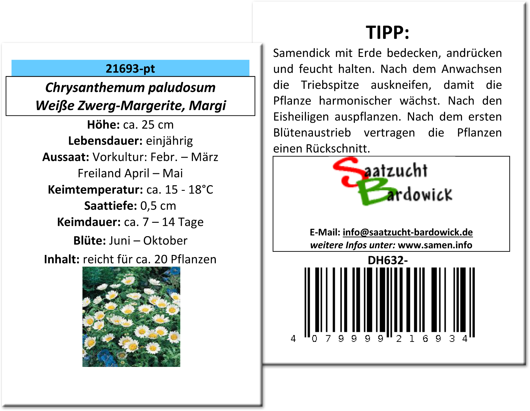 Weiße Zwerg-Margerite Margi