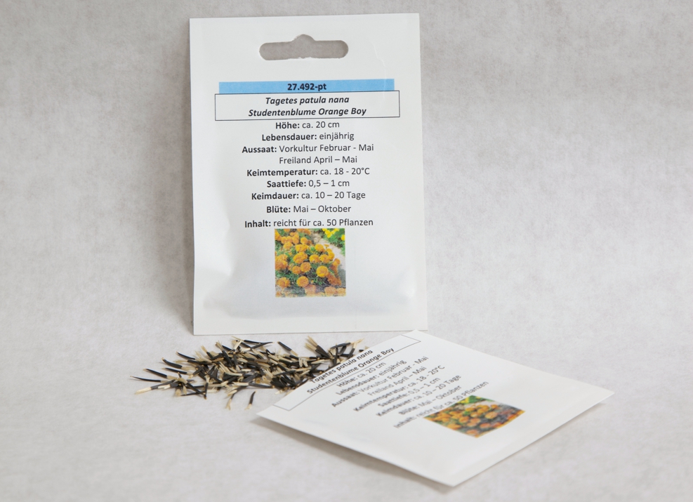 Studentenblume Orange Boy