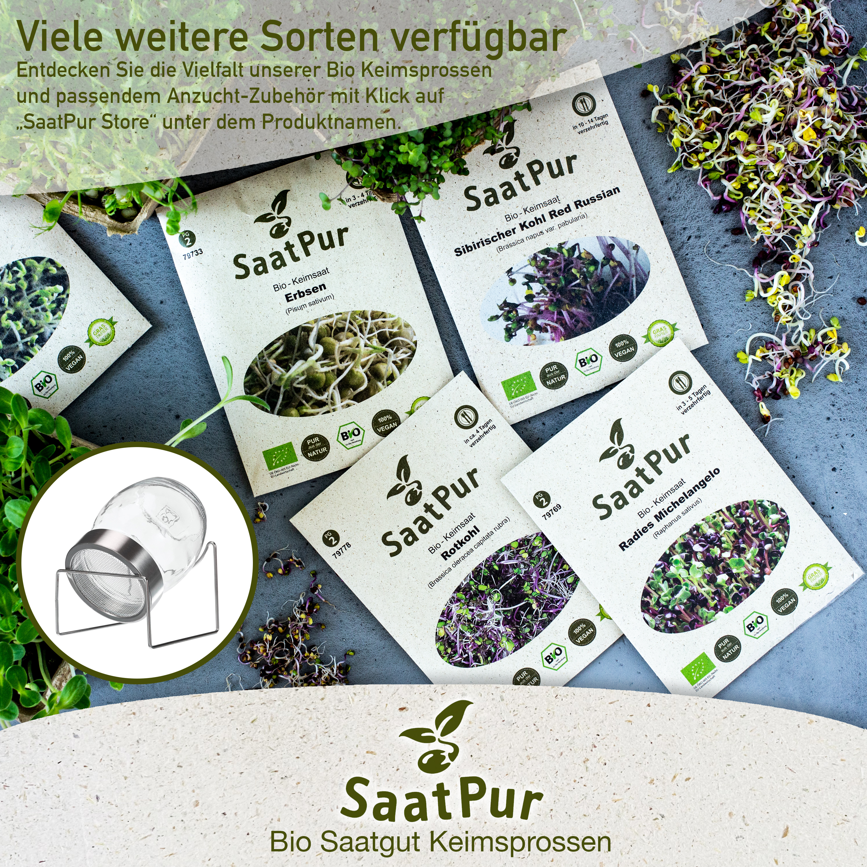 BIO Keimsprossen Pak Choi ROT Chinesischer Senfkohl Keimsaat Microgreens