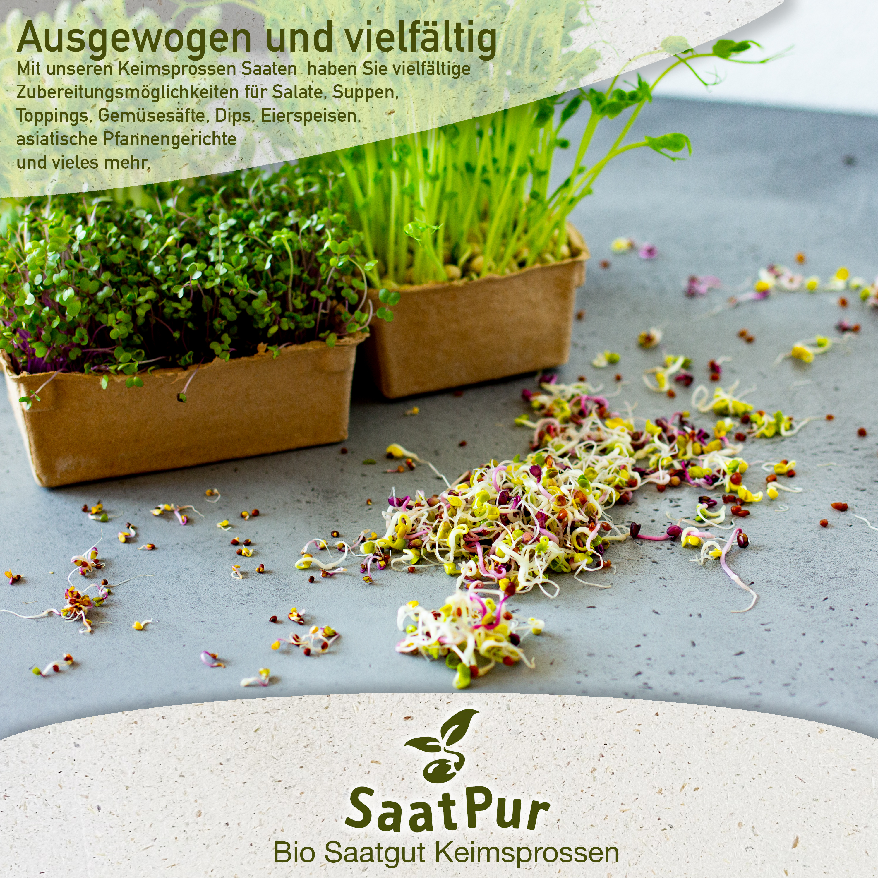BIO Keimsprossen Pak Choi ROT Chinesischer Senfkohl Keimsaat Microgreens