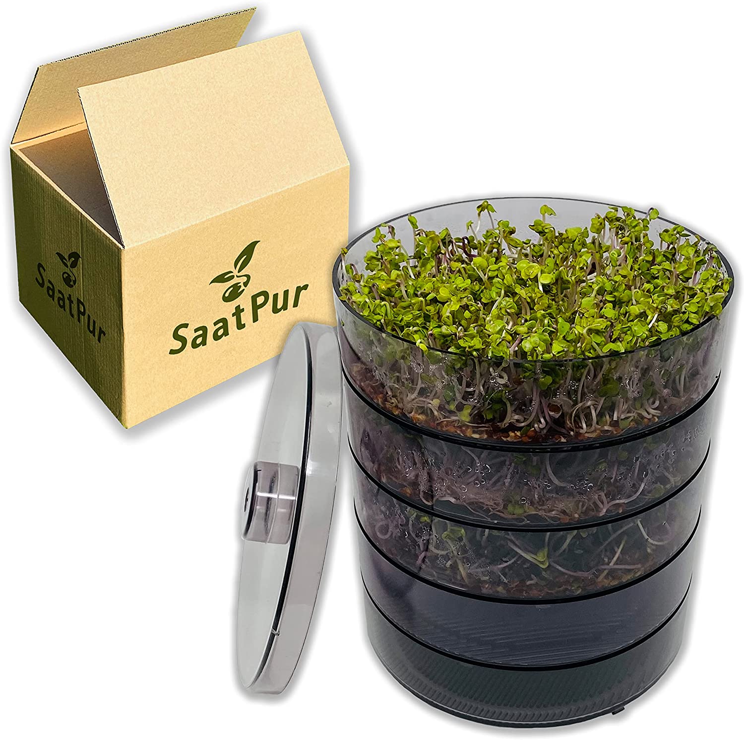 SaatPur Sprossenbox Set 4 - Keimgarten Keimbox Keimsaat Keimgerät Sprossen ziehen