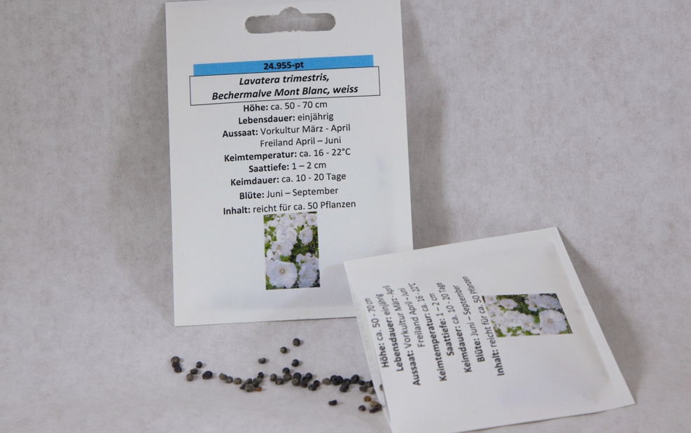 Bechermalve Mont Blanc reinweiß